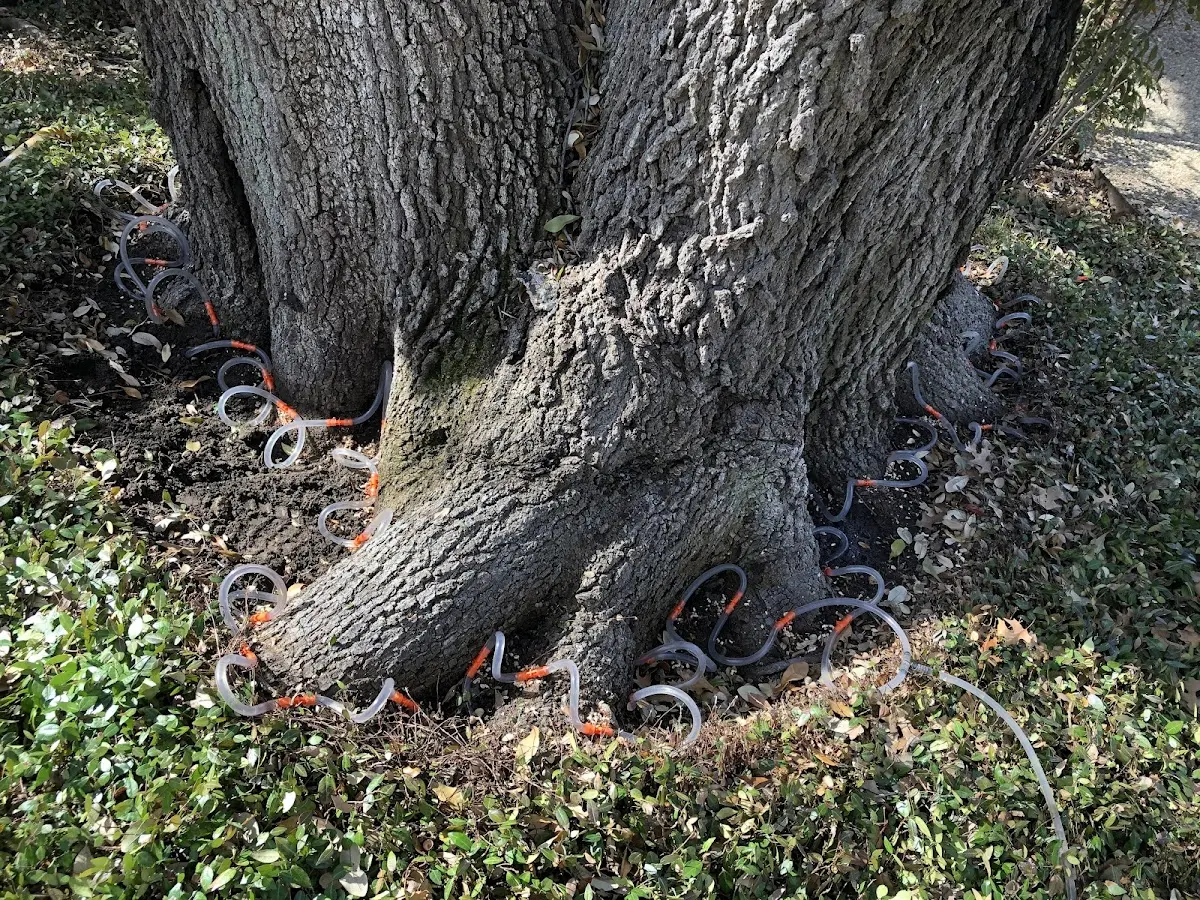 Detailed Tree Cabling and Bracing job site in Williston